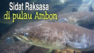 MOREA LARIKE | BELUT RAKSASA DI AMBON