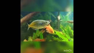 Pez Arcoiris Boesemani (juveniles) #boesemani #arcoiris #acuario