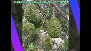 Raub劳勿4英亩永久地契猫山王榴莲芭出售Musang King Durian Orchard for Sale