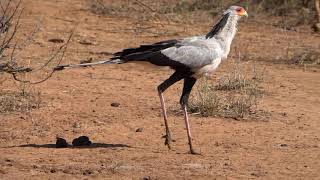 Secretary bird walking by