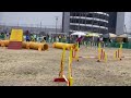 神奈川北スーパードッグトレーナーズクラブアジリティ競技会