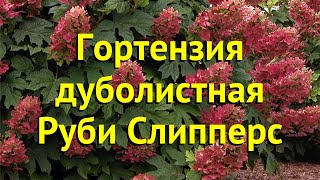 Гортензия дуболистная. Краткий обзор, описание характеристик hydrangea quercifolia ruby slipper