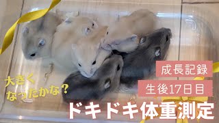 ＼生後17日目②／ドキドキ体重測定【ジャンガリアンハムスター】