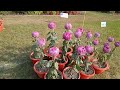 chrysthemum and colious exhibition 14 15 dec 2024 nbri lucknow flowershow2024 nbri chrysanthemum