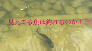 見えてる魚は釣れる？釣れない？