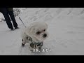 マルチーズのマロと冬のピラミッド でお散歩　maltese dog 　maro