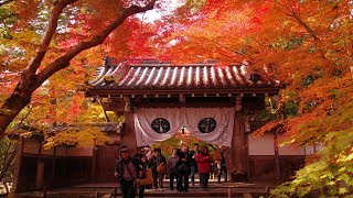 JG☆☆ 京都 光明寺の紅葉 Kyoto,Komyoji in Autumn