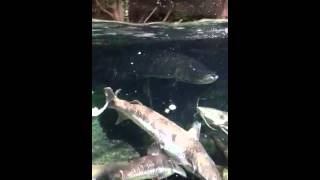 世界淡水魚園水族館 アクア.トトぎふ