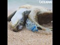 Half of ALL sea turtles may have already ingested plastic | Oceana