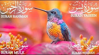 Surah Yaseen (Yasin) | Surah Rahman | Surah Waqiah | Surah Mulk | Beautiful Quran Recitation EP: