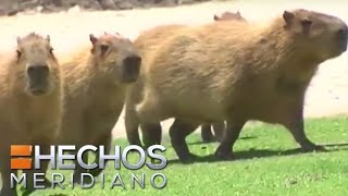 Capybara, el roedor más grande del mundo en peligro de extinción | Zona Verde