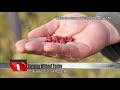 Adzuki bean farmers find safe solution to herbicides