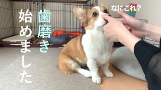 歯磨きに戸惑うコーギー【corgi】