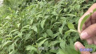 這野菜原來可以吃、農村多到沒人要、你們認識嗎？