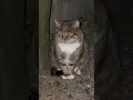 デカくてかわいい さすらい 地域猫 野良猫出身