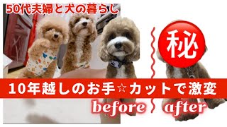 【犬3匹多頭飼い】何もないようでまだまだ成長、変化中。飼い主は節約検討中。