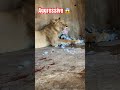 aggressive lions 🦁 laughinglion funny lionfunny lioncubs lionbabies lionjoke animals 😱