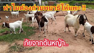 ภัย..จากต้นหญ้า ทำไมต้องถ่ายพยาธิให้แพะแกะ ? by ชีลองฟาร์ม