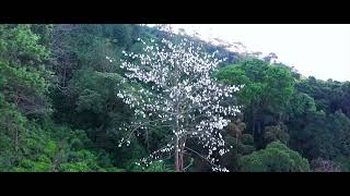 කොට්ට පුලුන් ගස Drona ඇසින් /The pillow stuffing tree Drone footage