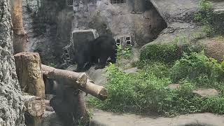 2023.09.09【動物園】臺北市立動物園 (木柵動物園) - 臺灣黑熊3