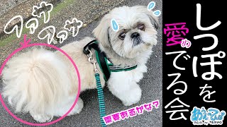 シーズー犬のしっぽを愛でる会【ファサファサ】shihtzu tail