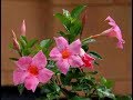 Flashy Plants for Splashy Summer |Casey Aicklen |Central Texas Gardener