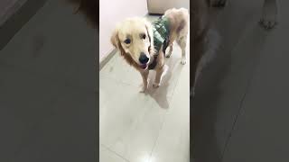 இவ ஐஸ் வித்த பயனசே இங்க எங்க வந்தா🤣😆#trending #goldenretriever #dog #comedy #dogshorts #shorts