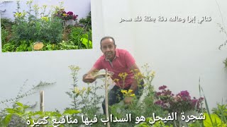 جمعة مباركة عشبة الفيجل هو السداب فيها منافيع كتيرة تنحي الجن العاشق المس العواريض