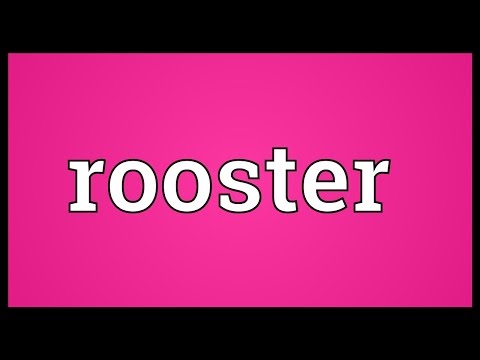What rooster means?
