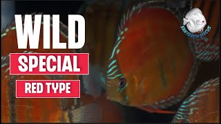 WILD SPECIAL RED TYPE