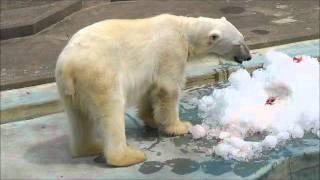 2011年7月24日　釧路市動物園　時知らずを食べるツヨシ・・・１