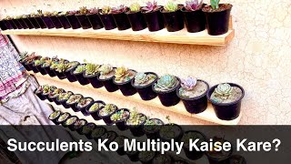 Succulents Ko Multiply Kaise Kare?