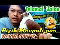 Review Piyikan Burung dara/merpati pos warna cantik || racing pigeon