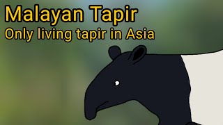 Malayan Tapir. The only living tapir of Asia.