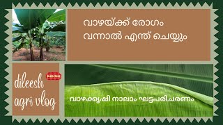 വാഴക്ക് ഈ രോഗം വന്നാൽ ഇതല്ലാതെ വേറെ എന്തെങ്കിലും ചെയ്യാൻ ഉണ്ടോ #farming #agriculture #fruitcrops