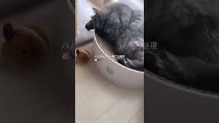 【猫の日常】お気に入りは集める派ニャ！ #猫#ねこ#cat#マンチカン#癒し