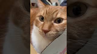 イタズラされても大好きなダンボールから離れない猫🐈 #猫 #猫動画 #猫のいる暮らし