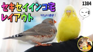 おもちゃ大量購入・セキセイインコ宅レイアウト、しかし問題が💦　Cute Budgie　Zebra Finch 1384