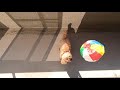 運動音痴の犬 vs ふわふわ紙風船　goproのスローモーションで撮ってみた【シニア犬】【トイプードル】