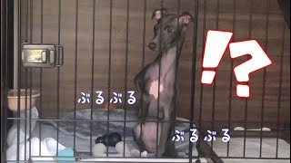 生まれて初めてテレビを見た犬【イタリアングレーハウンド】