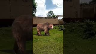 bear ভালুক animal #shorts #animation #animals