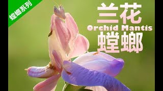 最美丽的宠物螳螂——兰花螳螂