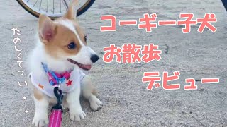 【コーギー子犬】初めてのお散歩が嬉しすぎて歩き方がおかしくなってしまった子犬の姿が可愛すぎました