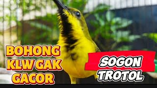 TROTOLAN PENGGACOR SEMUA SOGON‼️PANCINGAN PENJEBOL BIRAHI SOGON BAHAN‼️PASTI KONSLET⚡