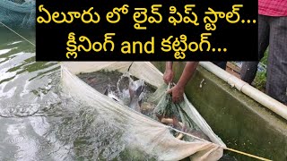 Live Fish Catching, Cleaning and Cutting in Eluru || Sumanth Velaga