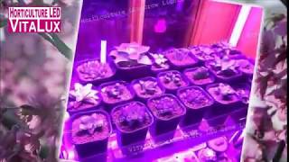 ＶＩＴＡＬＵＸ植物燈：多肉植物實測紀錄