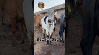 Top Breed Lildi Gir Calf #traditional #cowfarm #farming #new #animals #latestnews #farm