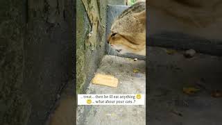 നിങ്ങളുടെ പൂച്ച സർ ഇങ്ങനെ ആണോ.....?..  #shorts #pets #youtubeshorts #trending #cat