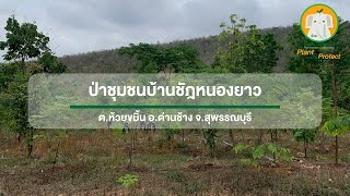 โครงการ Care the Wild  “ปลูกป้อง” Plant \u0026Protect - ป่าชุมชนบ้านชัฎหนองยาว อ.ด่านช้าง จ.สุพรรณบุรี