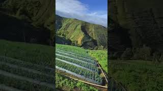 Terasering Panyaweuyan Di Pagi Hari